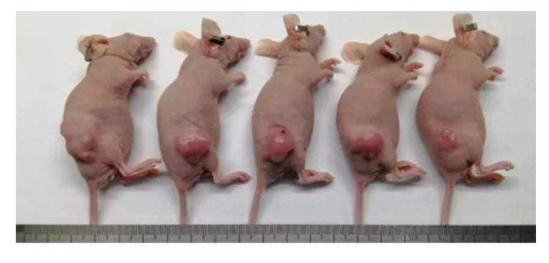 動物實驗服務(wù)